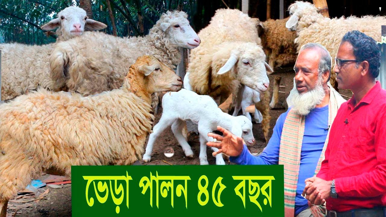 সফল খামাড়ীর গল্প । ভেড়া পালনের অভিজ্ঞতা ৪৫ বছর । Sheep Farming In Bangladesh || Rakhal Bondhu bd