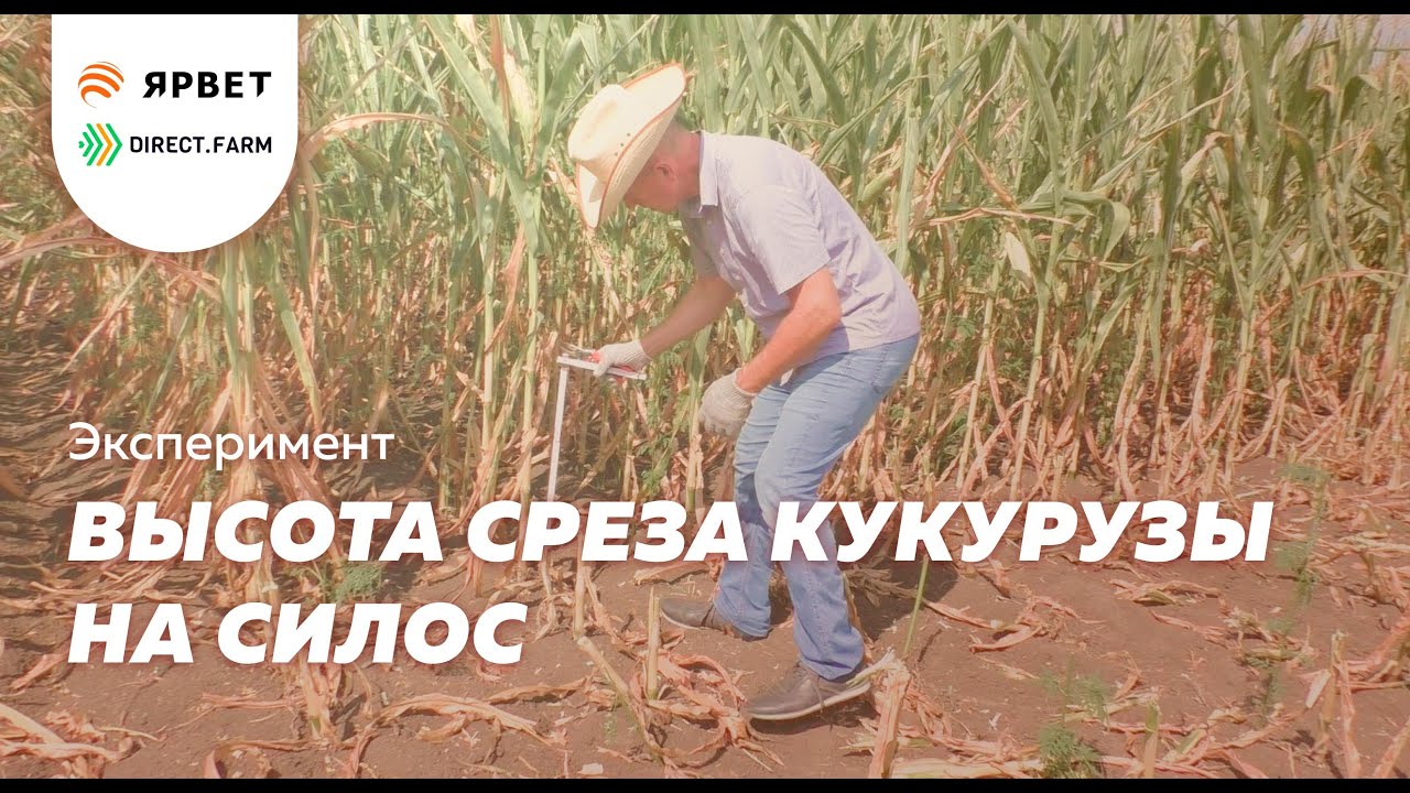 Влияние высоты среза кукурузы на питательность силоса — эксперимент