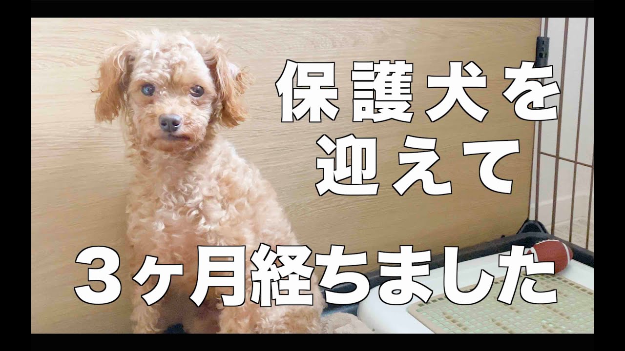 【保護犬と暮らす】我が家に来て３ヶ月。【トイプードルのクラン】   4K