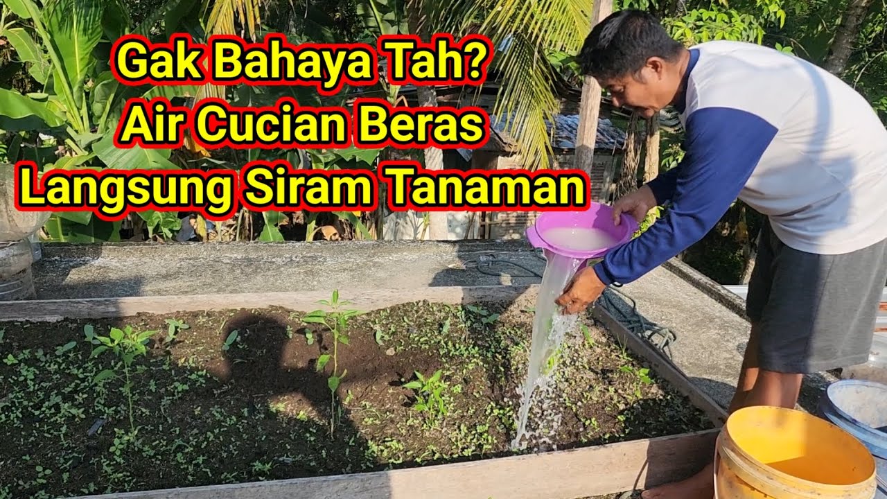 Bahayakah Air Leri Cucian Beras Disiram ke Tanaman Langsung?