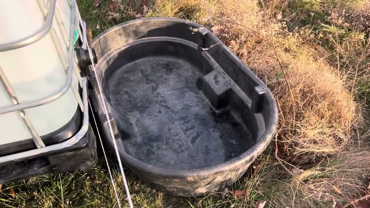 Grazing mini cows on pasture