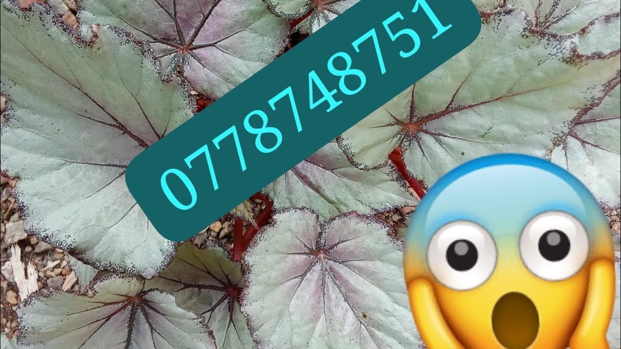 බිගොනියා mother පොට් වලට මොකද වුනේ ????????🙂🤍💐0778748751🙂🤍💐