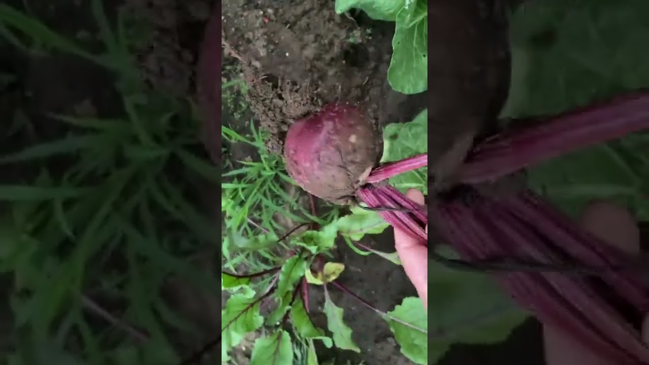 Cosecha de Remolacha(#beetroot en inglés)