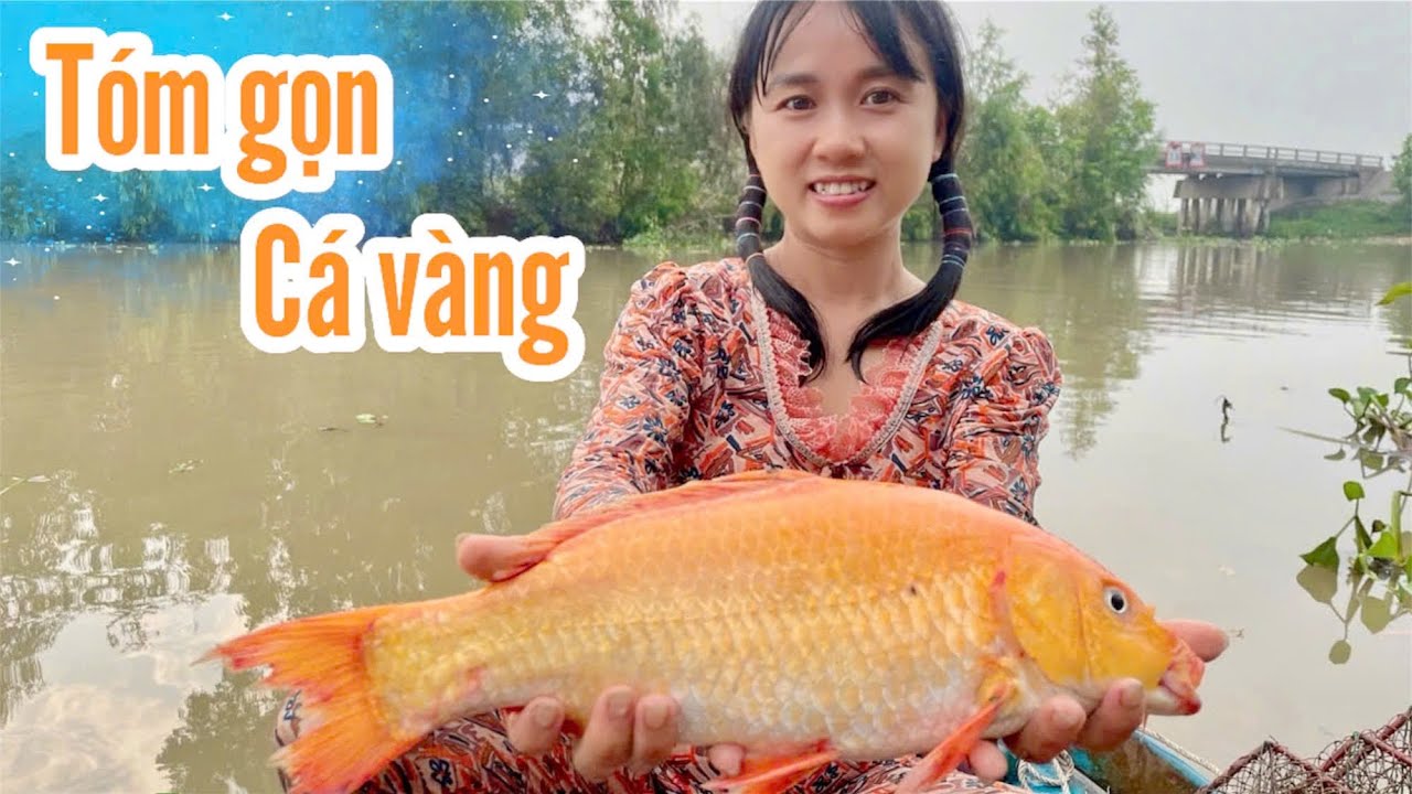💚Tóm gọn cá vàng bự chảng, cá vùng vẫy trong cái lú ngầm Trang đặt dưới sông lớn.chấn động cả xóm 