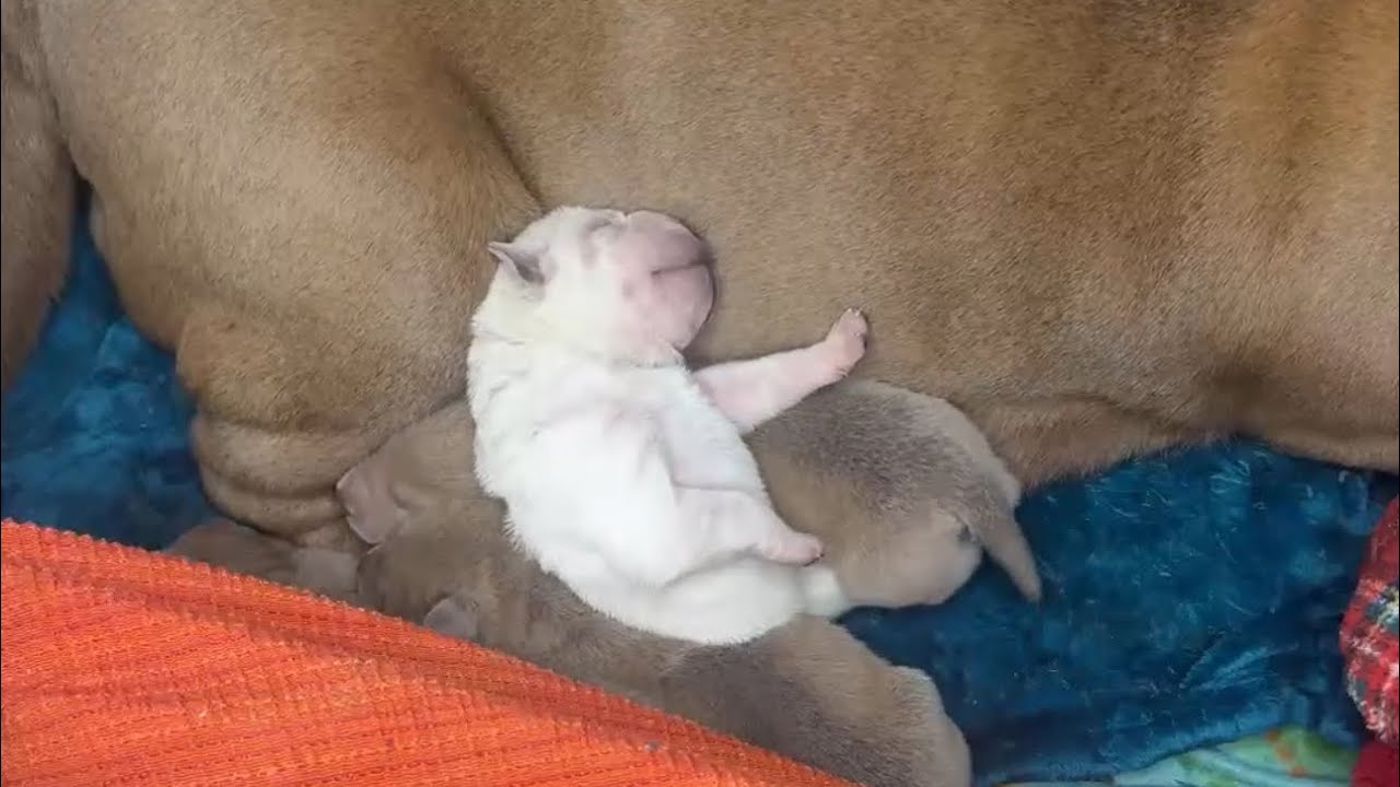 Web Cam LIVE🐶🐾