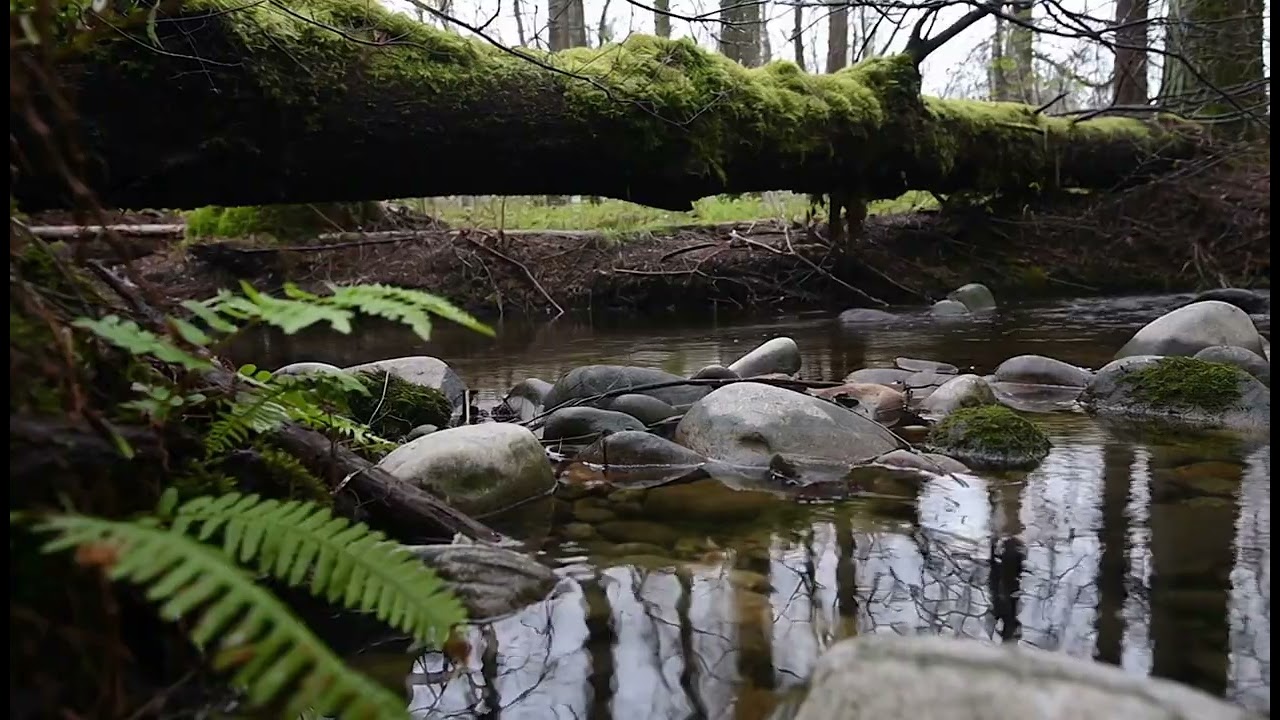 Quiet Forest River Sounds (No Birds, No Insects) | Calm Water Ambience for Sleep, Study & Relaxation