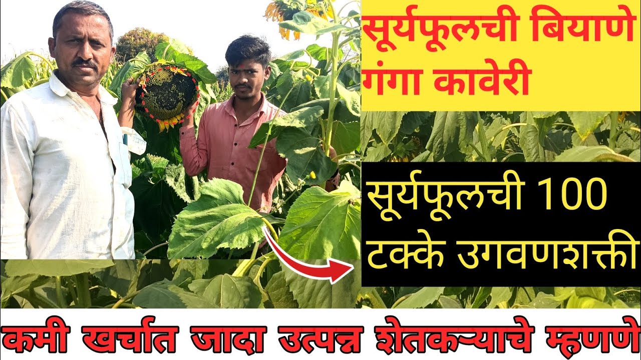 शेतकऱ्यांसोबत मजेदार मुलाकात   सूर्यफूलची बियाणे गंगा कावेरी सूर्यफूलचे 100  टक्के आवरेज 