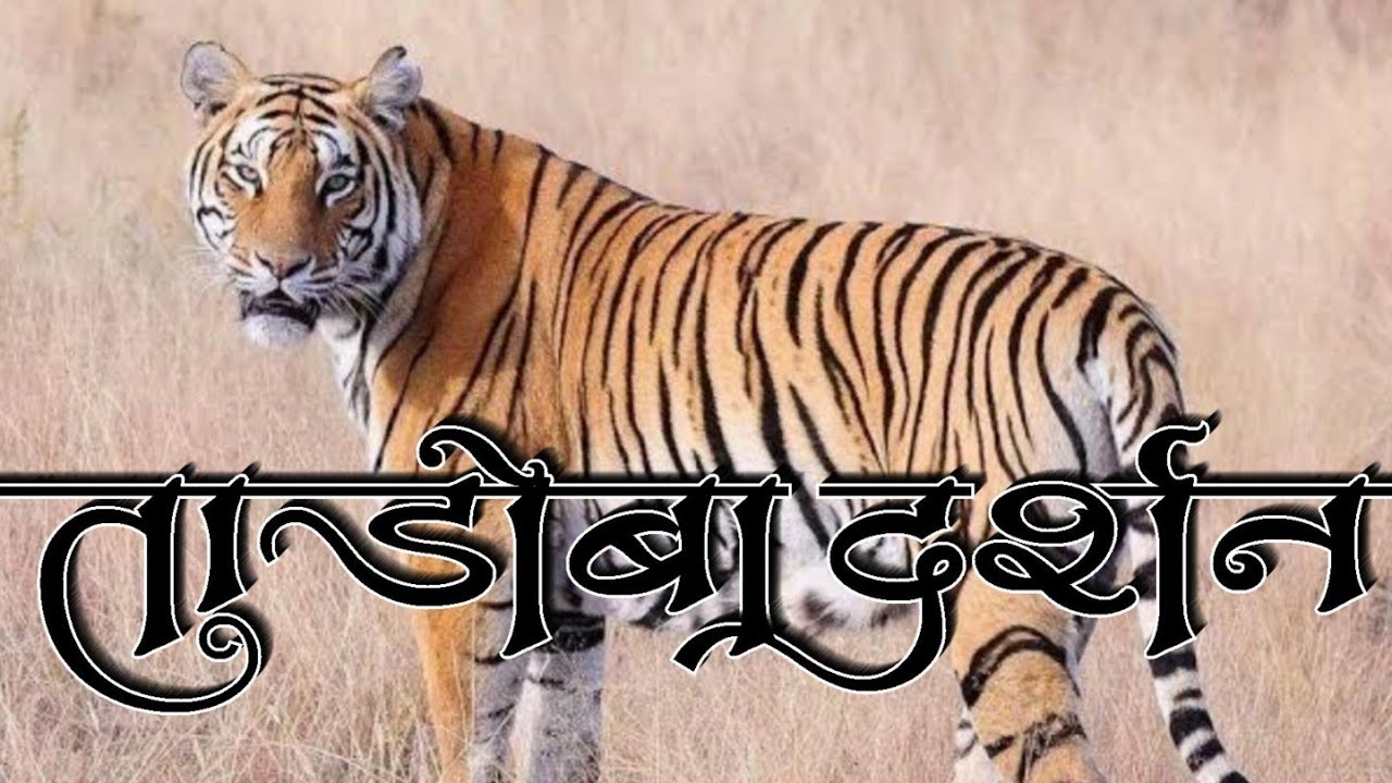 ताडोबा जंगल:वाघांचे स्वर्गराज्य🐅| वन्यजीवांचे अद्भुत विश्व |Tadoba National Park:A Tiger's Haven |