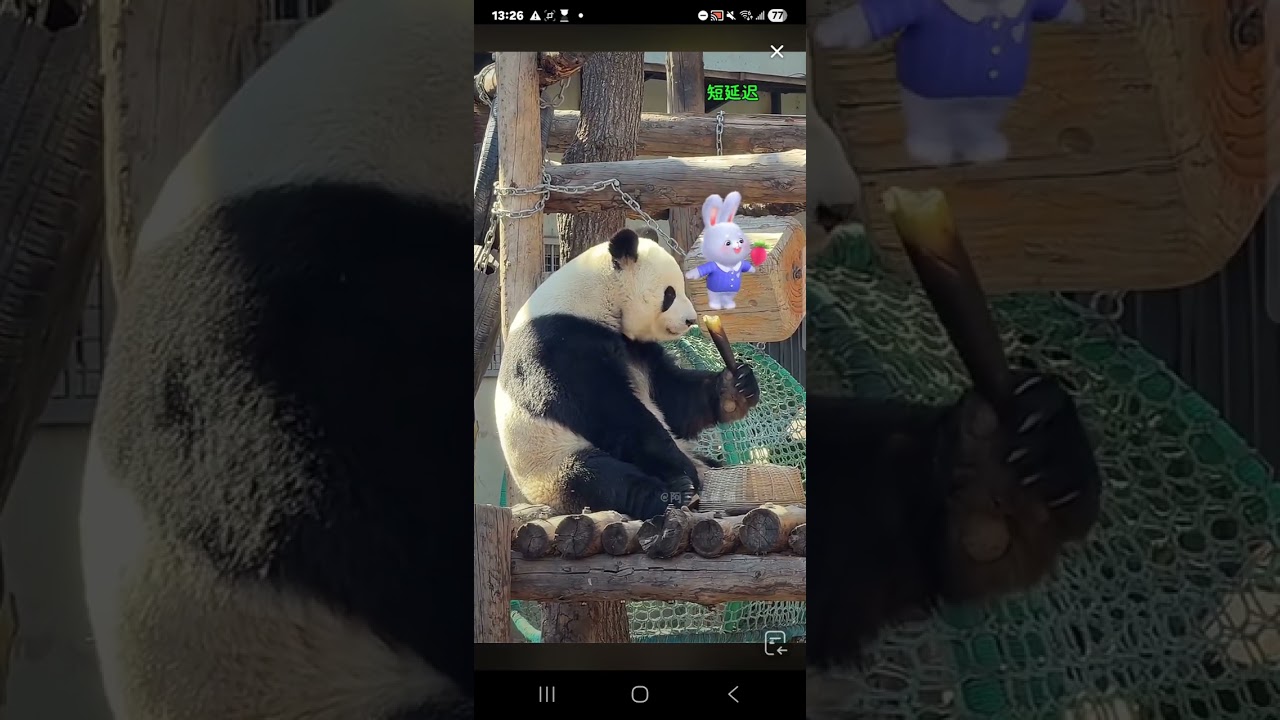 阿三看熊貓錄頻分享🐼 3月11號 小萌蘭吃播時間 下午1點加餐