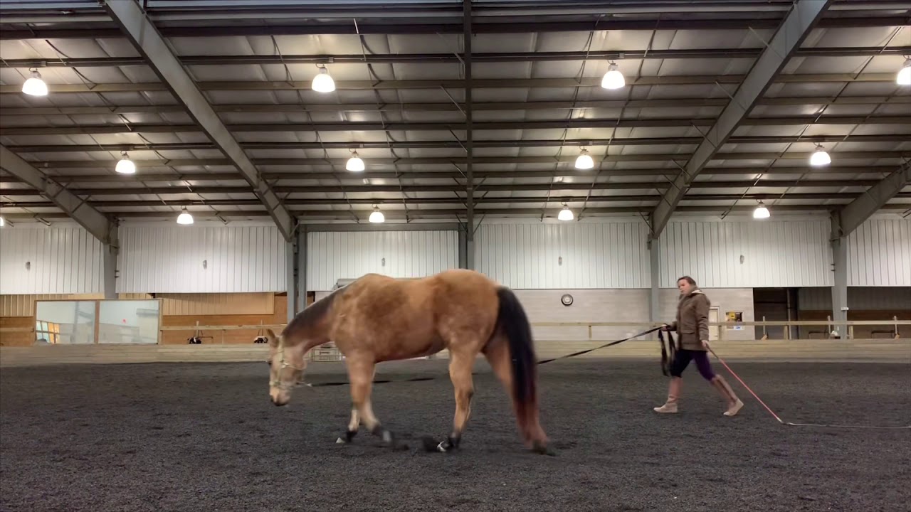 How can poll, hyoid, and TMJ mobility impact hock mobility?