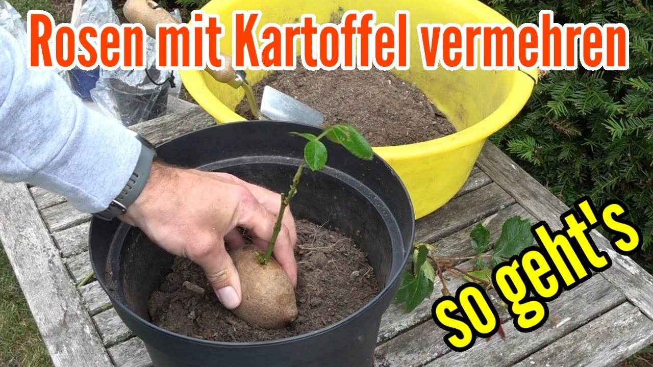Rosen in Kartoffel pflanzen - Rosen vermehren mit Kartoffel so wirds gemacht
