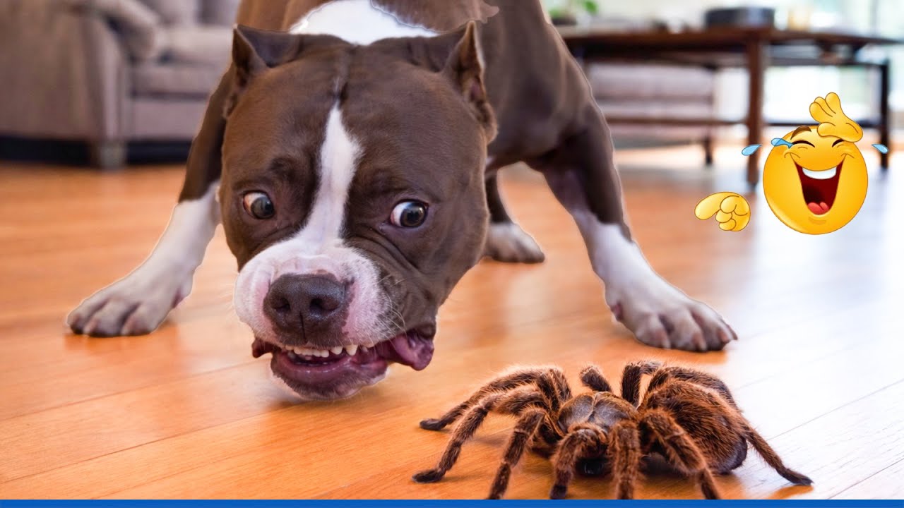 Super Funny Dog Video Clips  😹🐶 The Funniest Cat & Dog Moments Compilation 😁