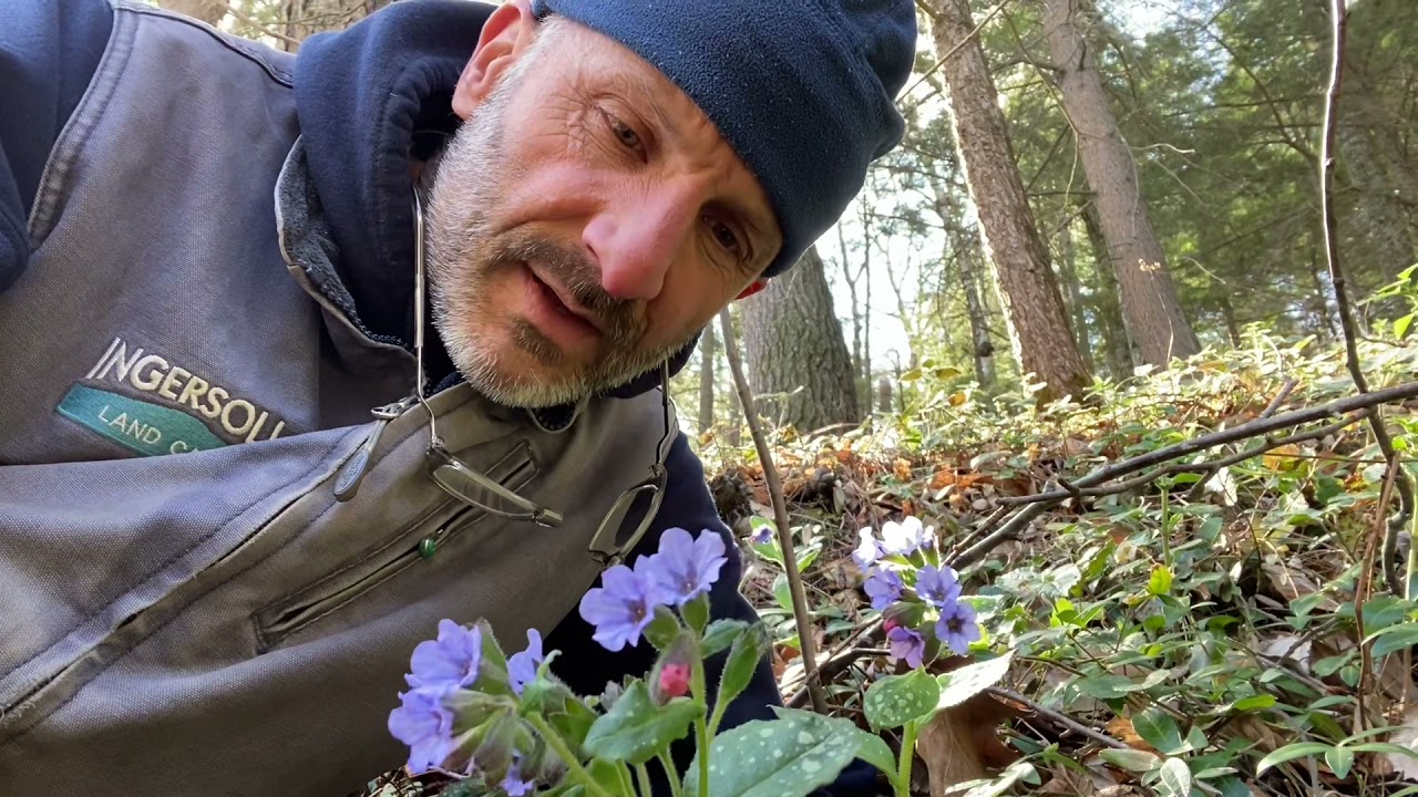 Plant Profile: Common Lungwort