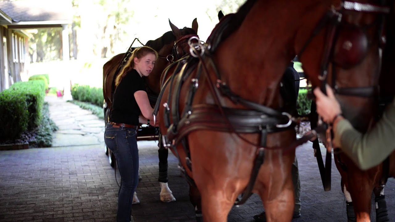 Chester Weber On Carriage Driving