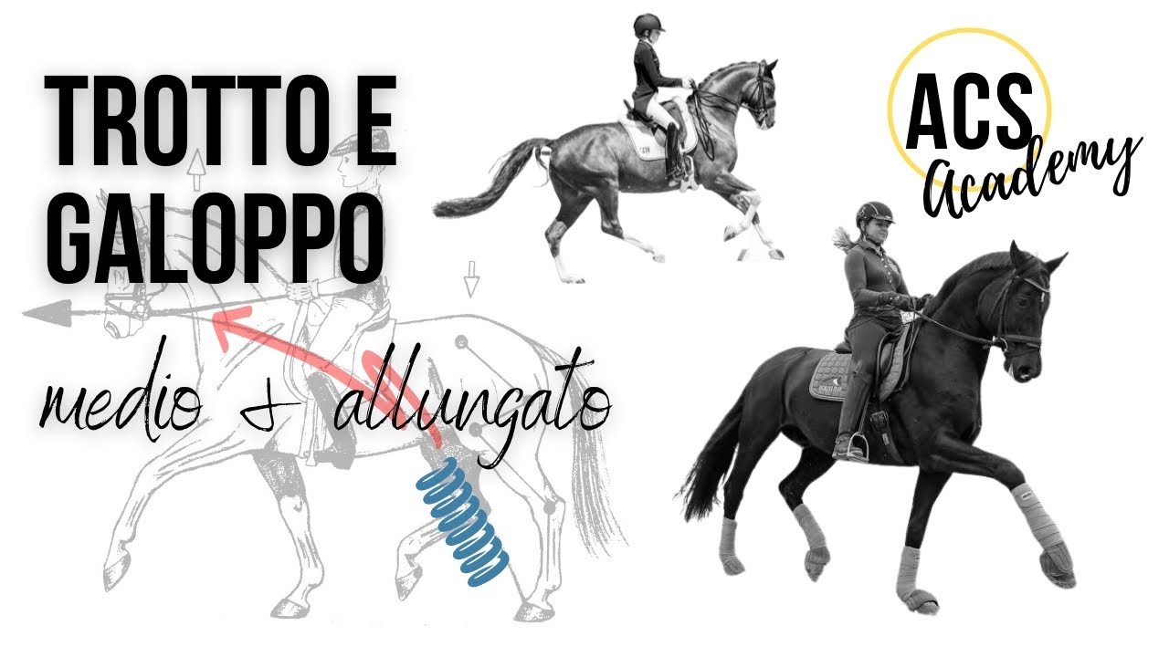 EQUITAZIONE: TROTTO E GALOPPO (medio & allungato)