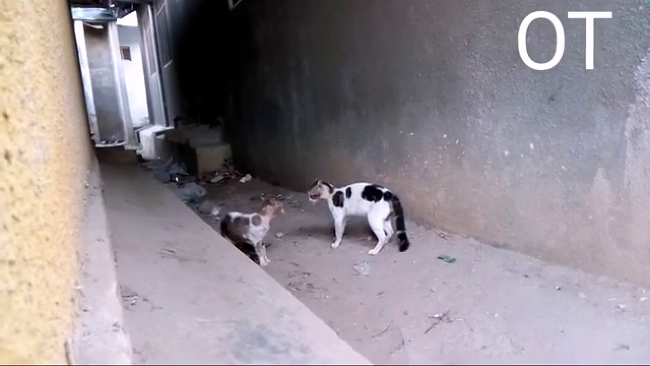 Real Cats Fights 