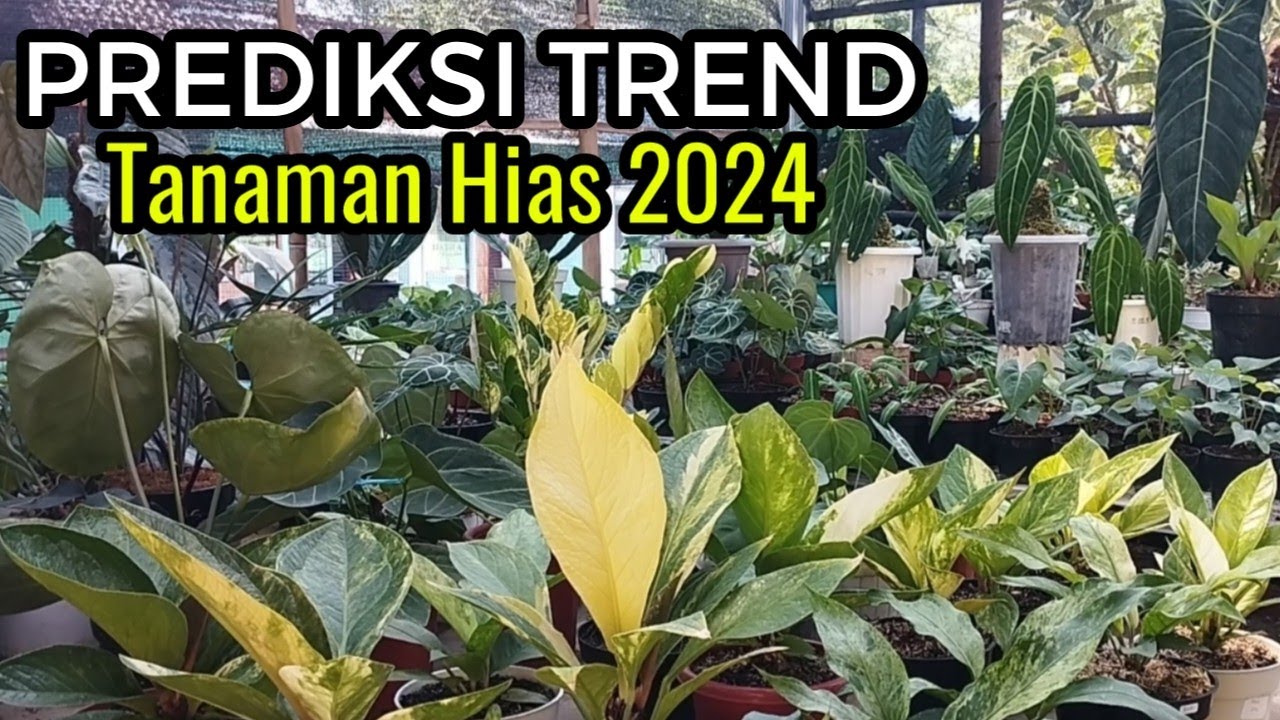 PREDIKSI TREND TANAMAN HIAS 2024 & SEKALIAN REVIEW HARGANYA versi BARDI FLOWER