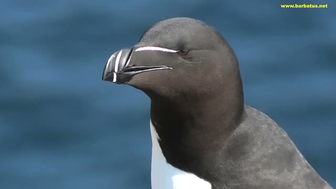 ALCA COMÚN | RAZORBILL | Alca torda  4K