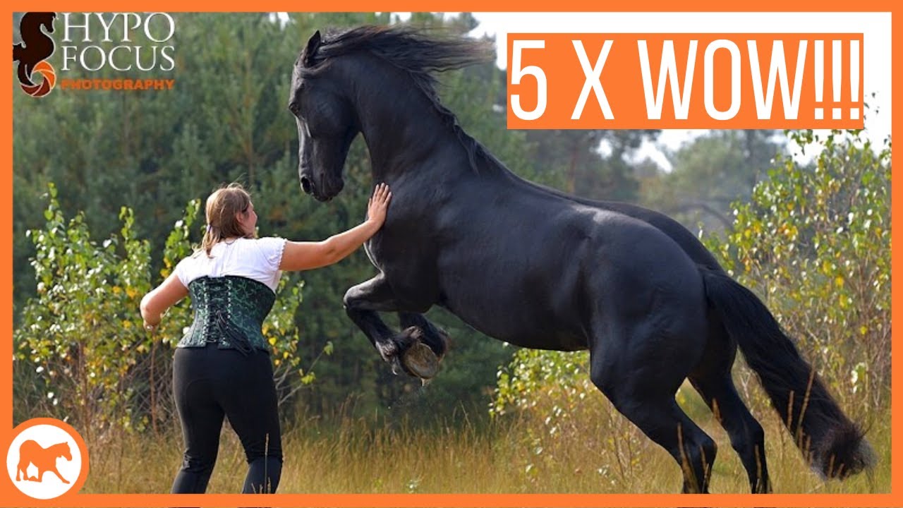 5 spectaculaire vrijheidsdressuur oefeningen!