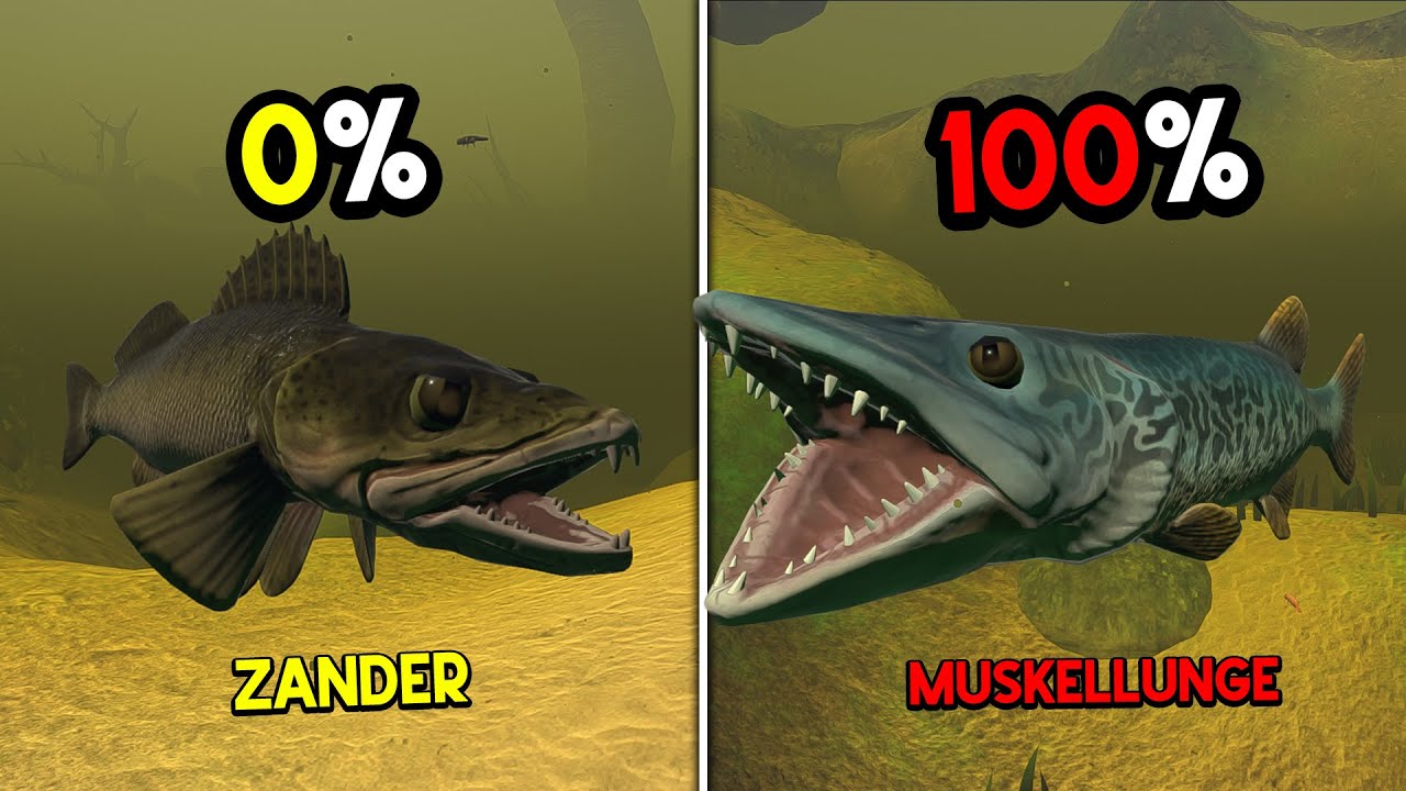 Gue Jadi Ikan ZANDER AIR TAWAR Sampai Dapat MUSKELLUNGE AGRESIF... Feed And Grow Fish