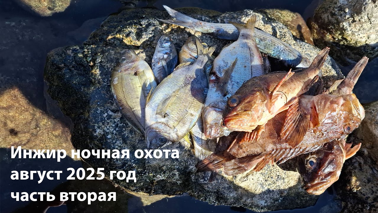 пляж Инжир ночная подводная охота август 2025 год часть вторая.