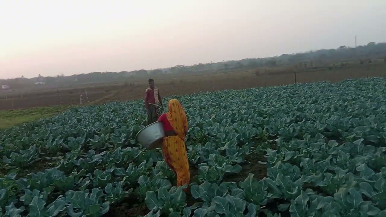 Cauliflower production farmers,,,, 