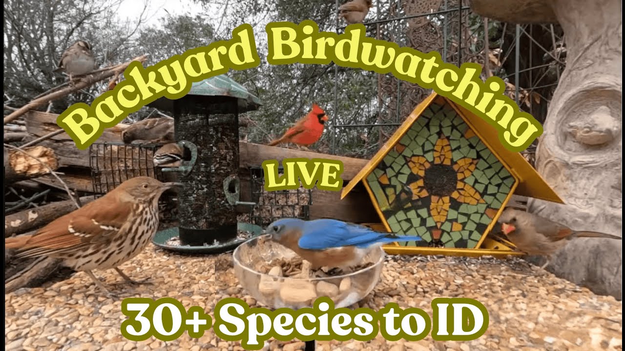 🐦 Bird Feeder Cam Livestream  🦅 30+ Bird Species!!🕊️