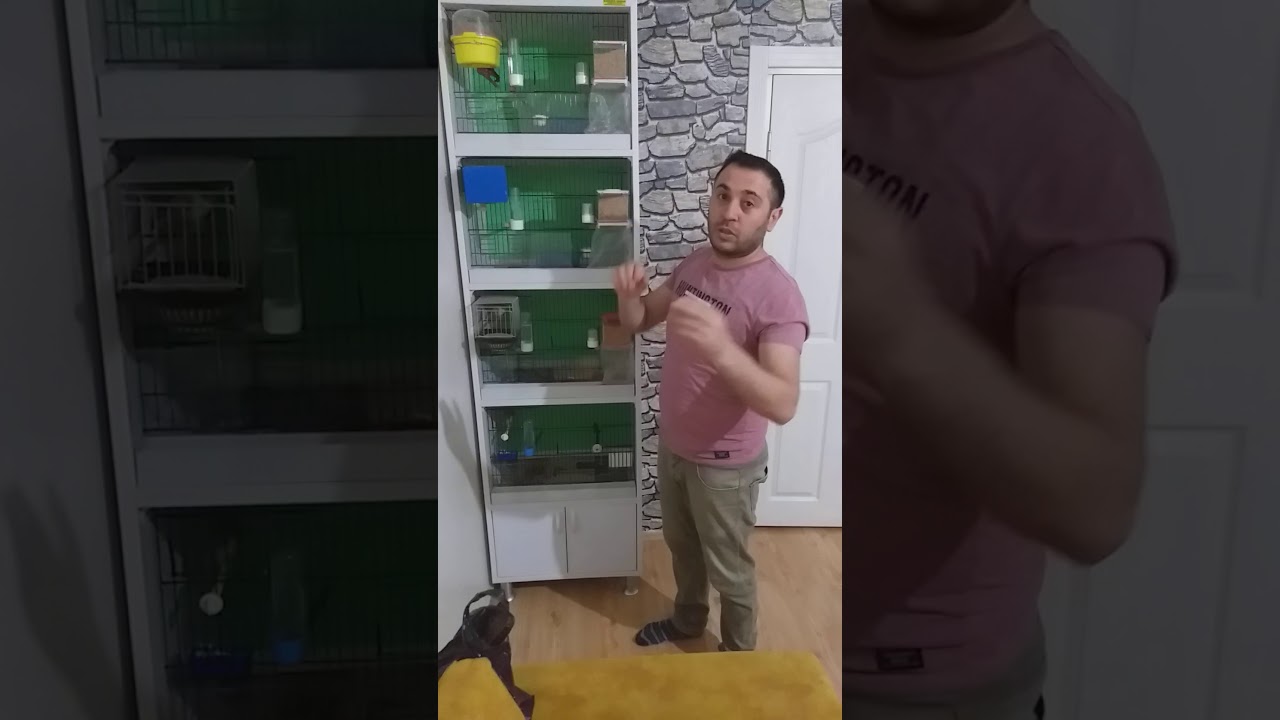 Hint bülbülü mü? Bengal ispinozu mu?🐤🐦