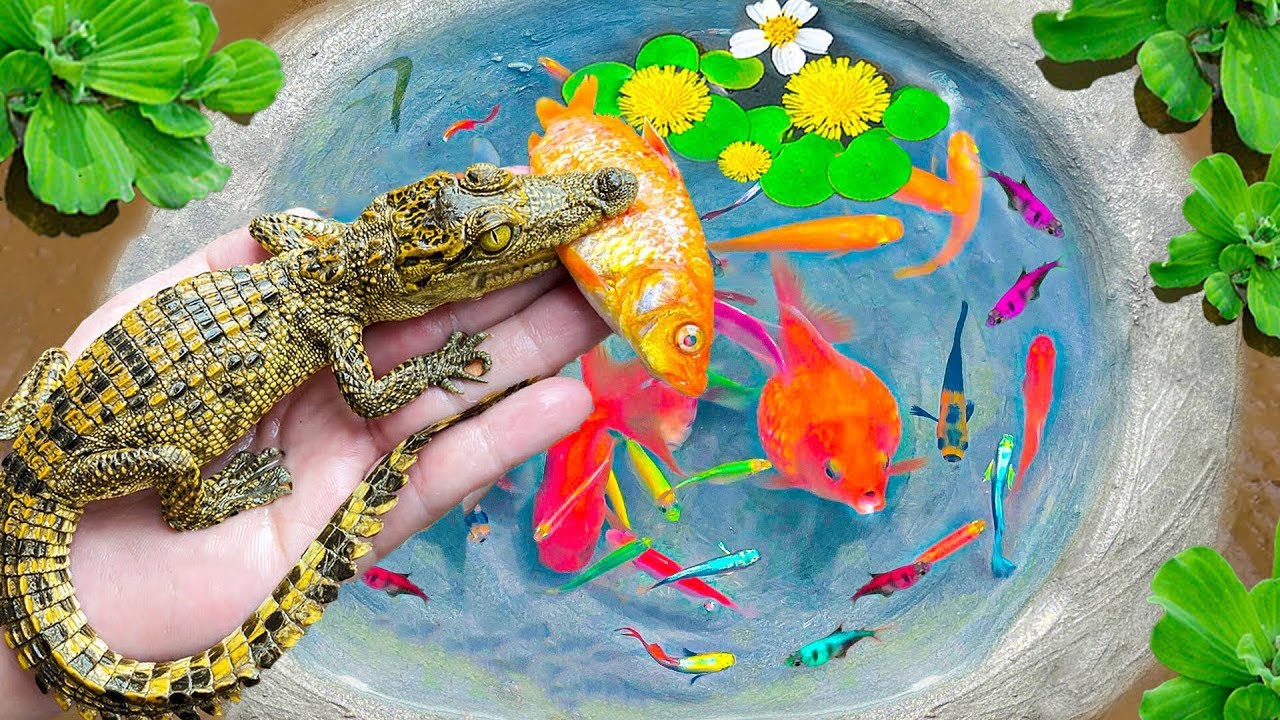Most Amazing Hunt Crocodiles, Colorful Ornamental Fish, Butterfly Fish, Koi Fish, Shrimp, Angel Fish