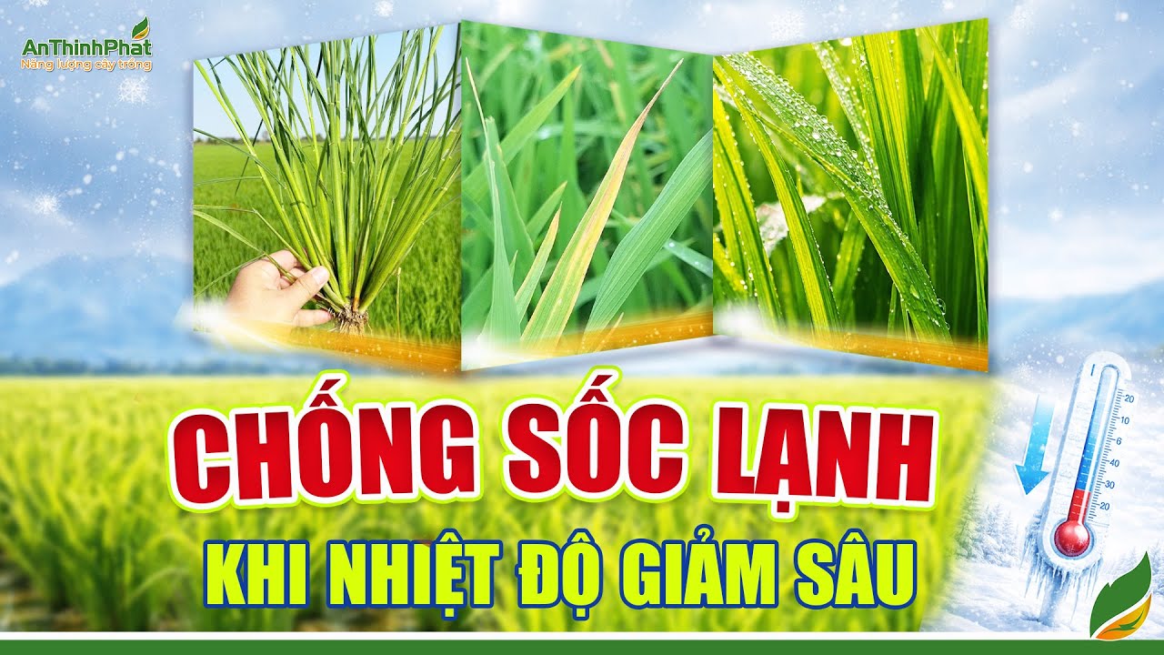 Chống Sốc Lạnh Cho Lúa Khi Nhiệt Độ Giảm Sâu | An Thịnh Phát