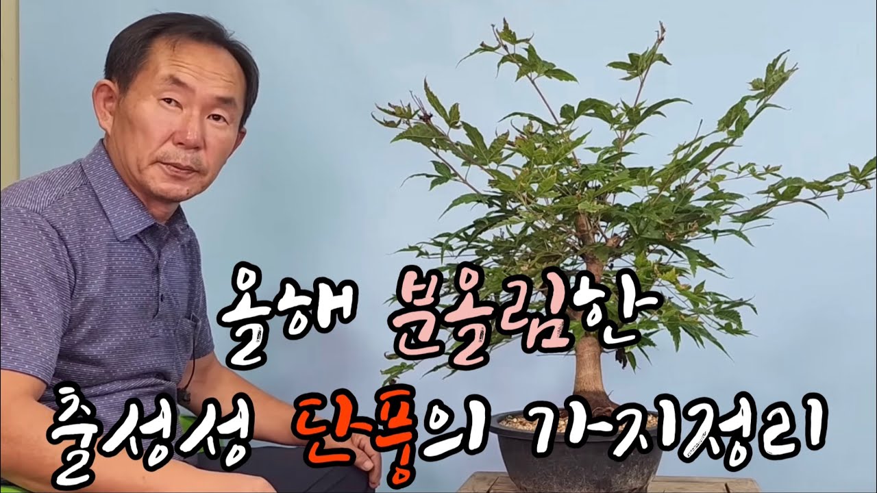 분재관리 323강  올해 분올림한 출성성 단풍의 가지정리