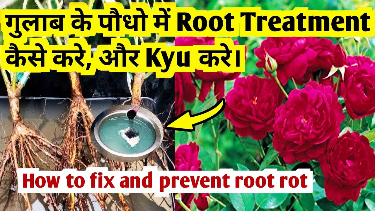 Root Treatment कैसे करे और Kyu करे।how to fix and prevent root rot #rose #gulab
