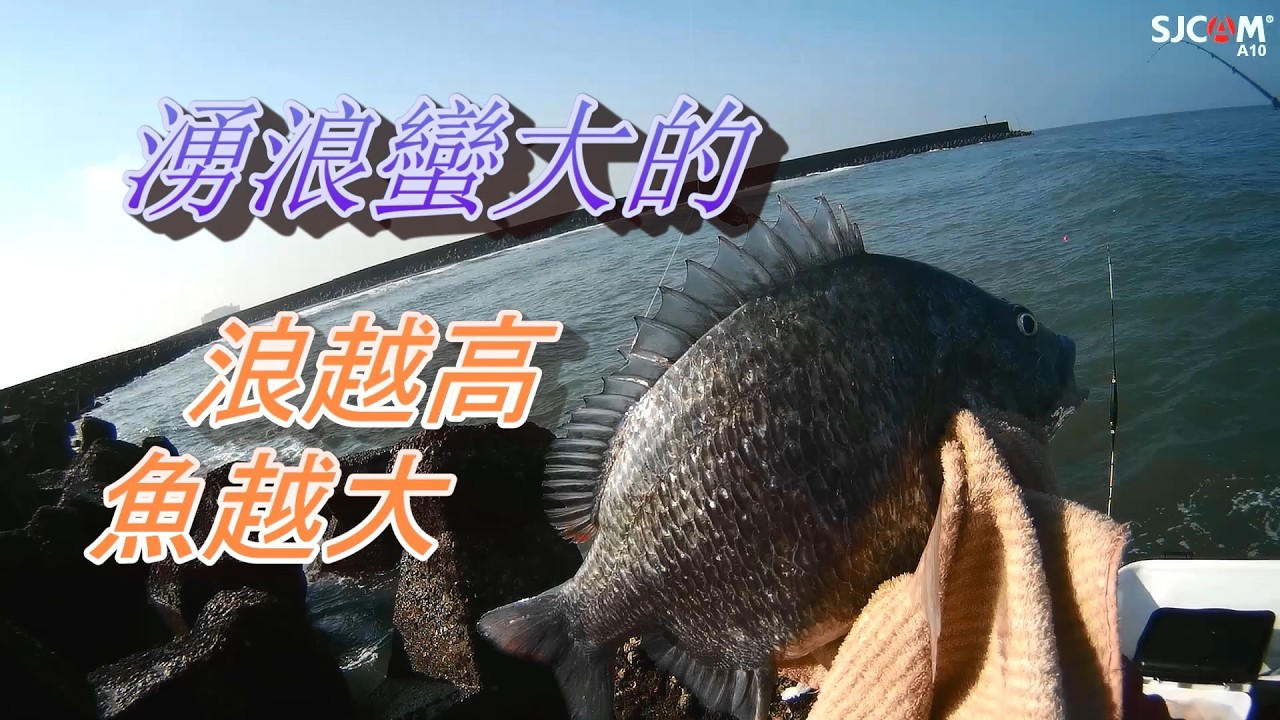 黑鯛吃餌的訊號，湧浪大🐟也變兇，遇到秒斷的對手被電了