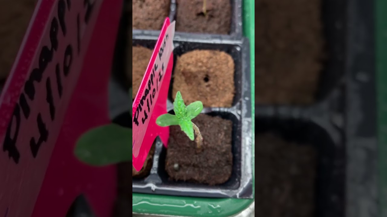 Closet Grow Diaries: Day (5) seedling