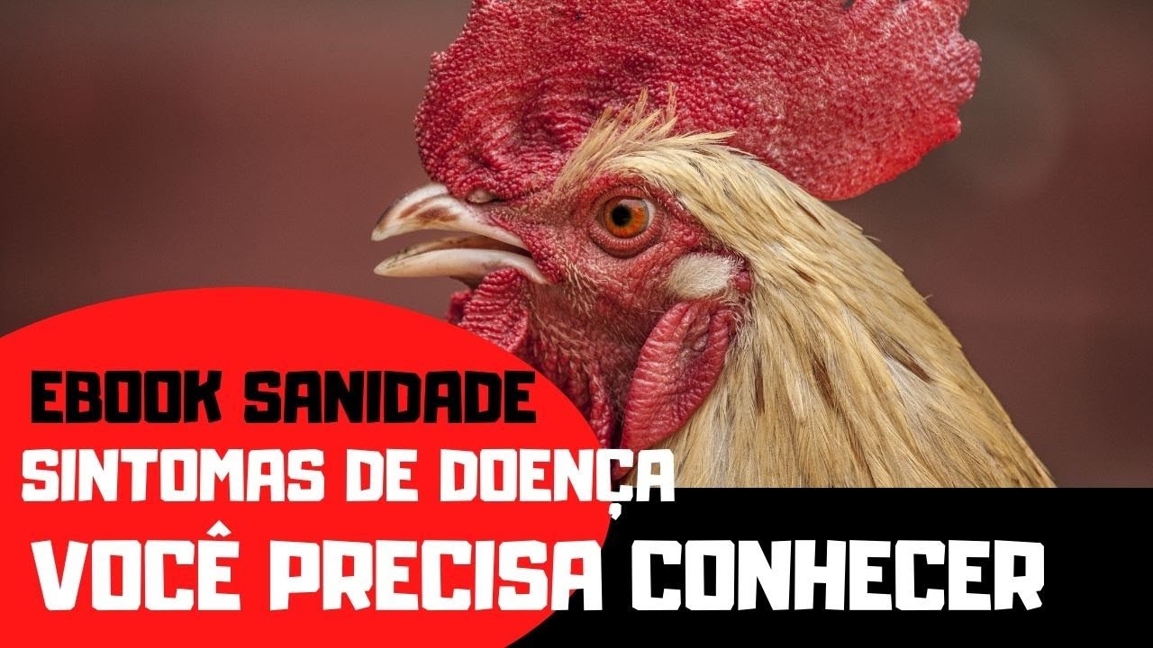 SINTOMAS DE DOENÇAS EM GALINHAS CAIPIRAS | EBOOK SANIDADE