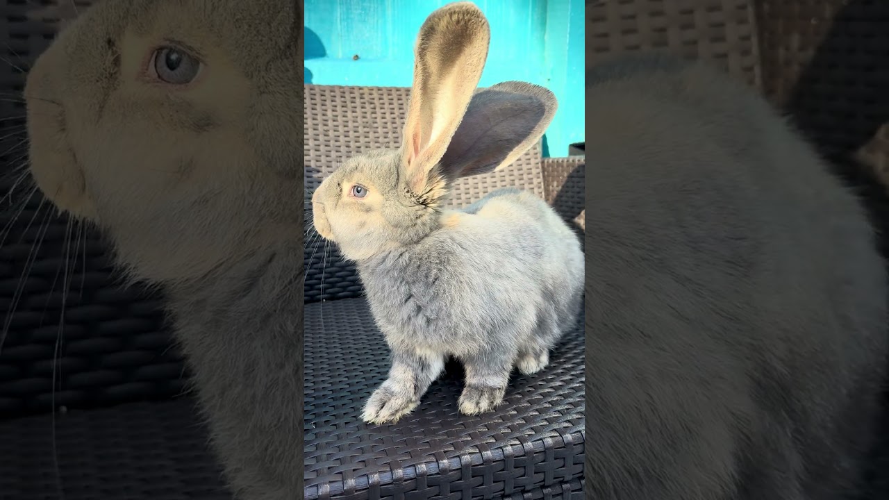 Our beautiful buck buddy coming up to 5 months old 💙