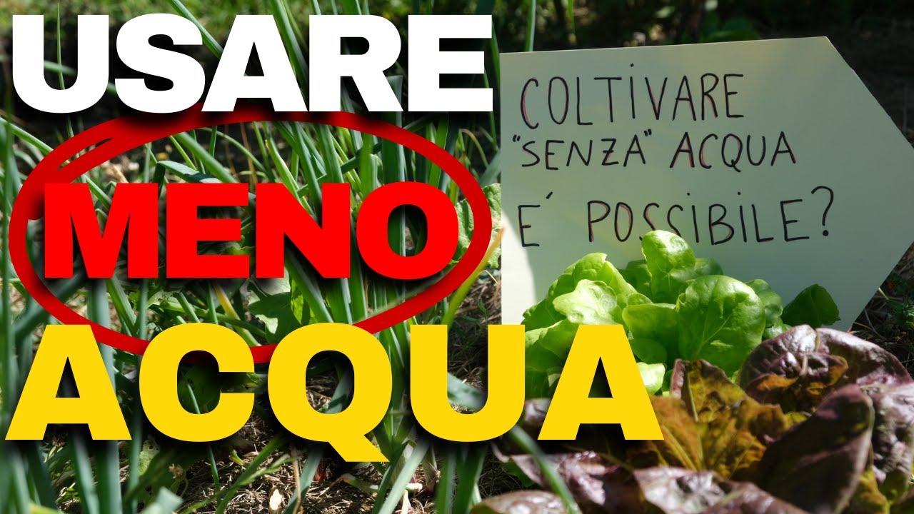 COME COLTIVARE *SENZA* ACQUA - È Essenziale Dare Tanta Acqua alle Piante?