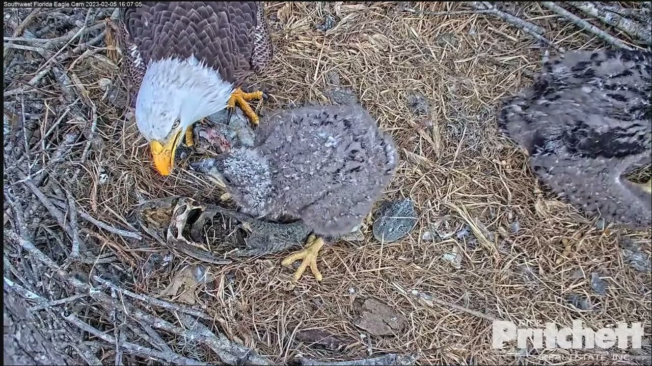 Southwest Florida Eagle - Bieliki - M15  & E21🐥🌹🍀, E22🐥🌹🍀 - Więcej jedzenia i będzie dobrze ! 👏🏼👏🏼👏🏼