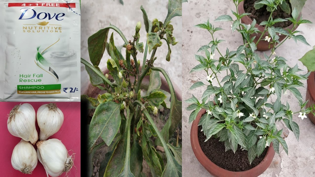 সম্পূর্ণ ঘরোয়া ২টি পদ্ধতি লঙ্কা গাছের পাতা কোকড়ানো একেবারে বন্ধ/Uses two components at home.