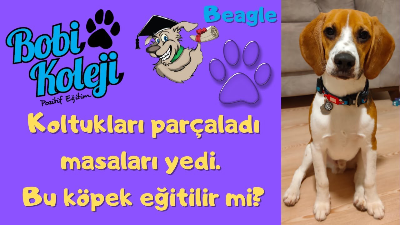 Yavru köpek evde nasıl bakılır ? Isırma, tuvalet, havlama problemleri.