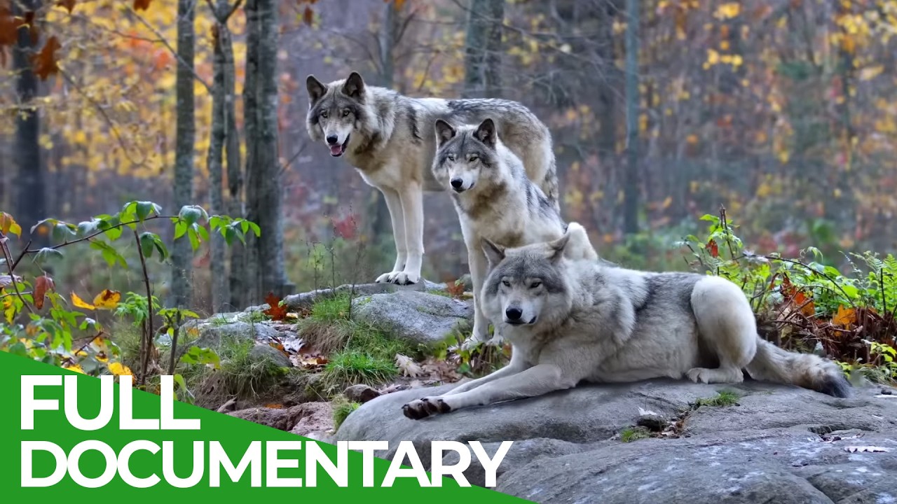 Wild Assassins &ndash; Deadly Pack Tactics | Free Documentary Nature