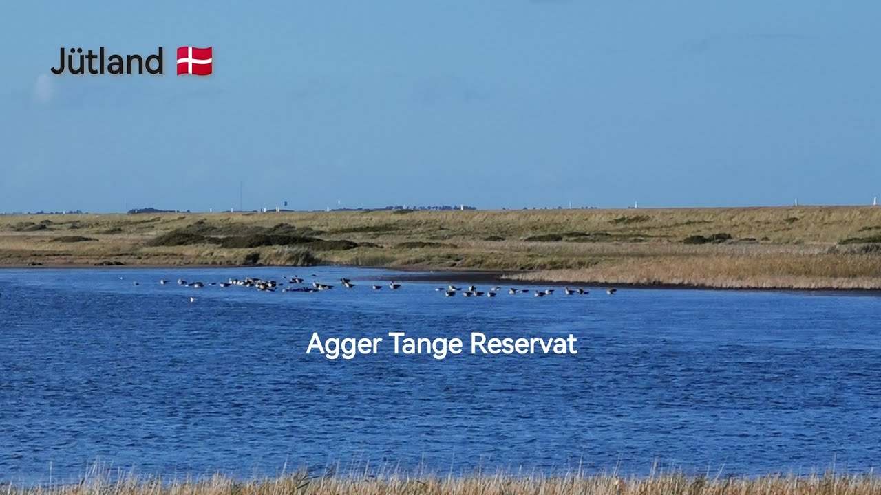 Jütland: Agger Tange Reservat 2022 🇩🇰