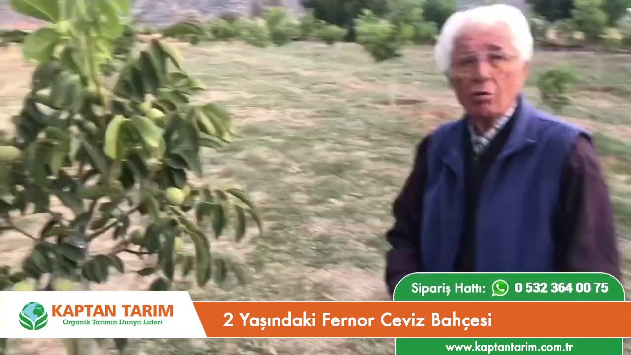2 Yaşındaki Fernor Ceviz Bahçesi