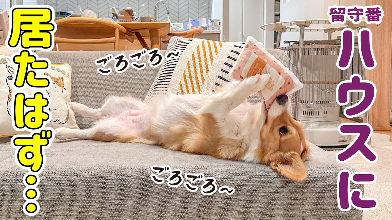 ハウスでお留守番してるはずの愛犬がソファでくつろいでいました