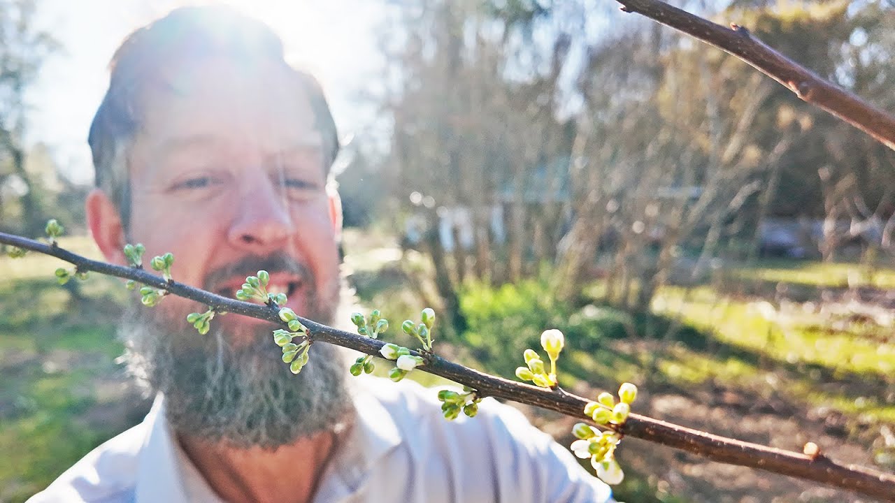 Make Your Food Forest Grow FAST