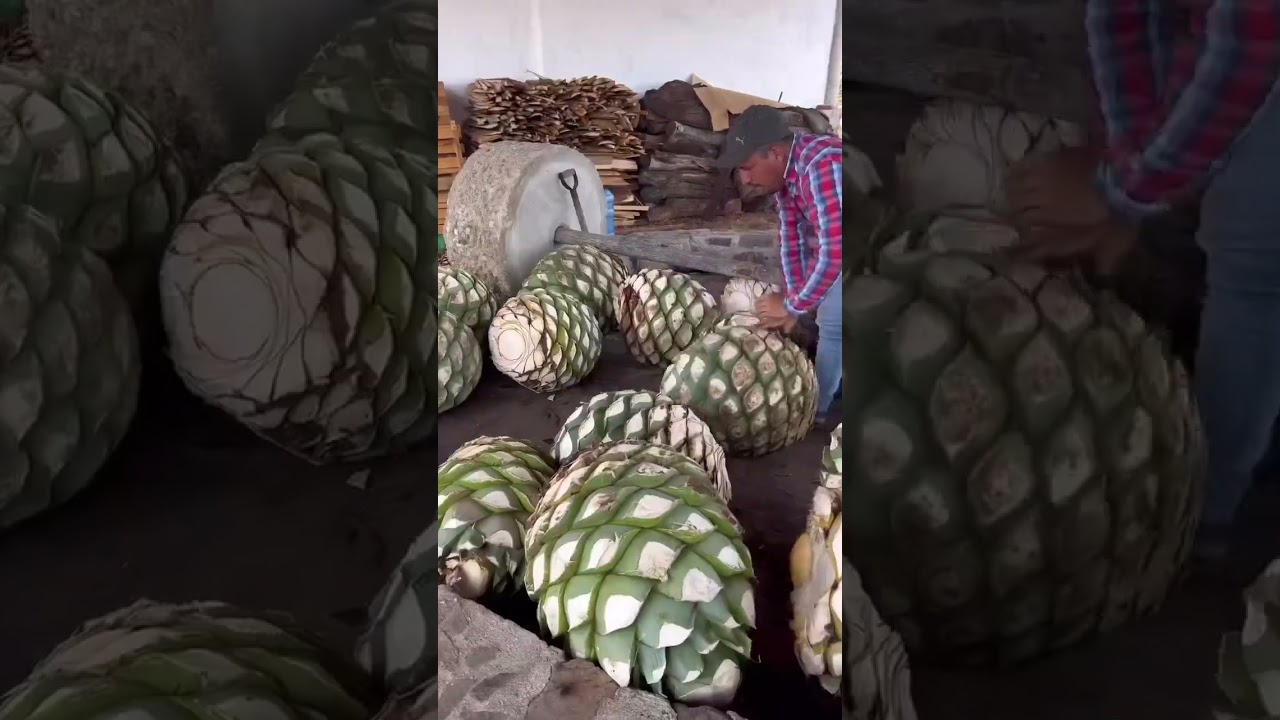 HOW IS MEZCAL MADE? #oaxaca #mexico #mezcal #travelvlog