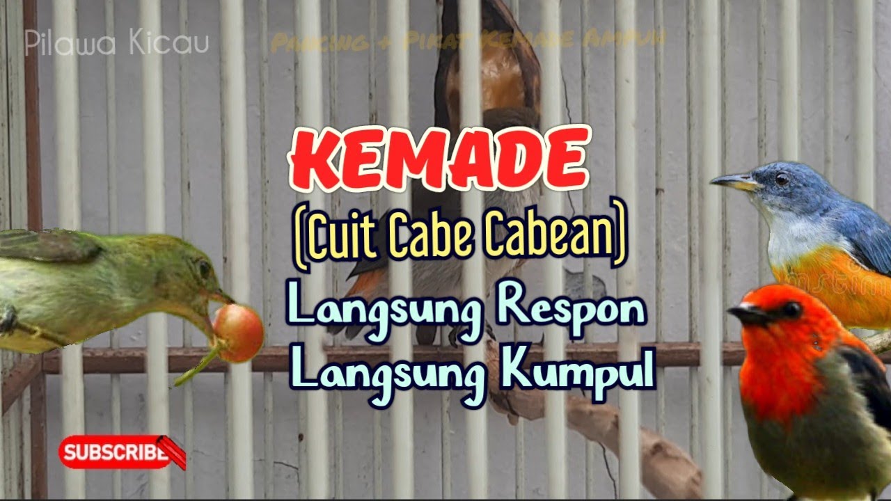 SUARA PIKAT BURUNG KEMADE RIBUT UNTUK PANCINGAN PALING AMPUH#kemade #kemadegacor