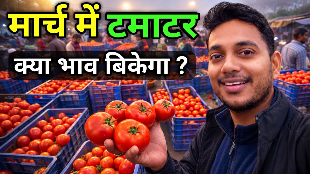 मार्च में टमाटर के भाव क्या होंगे / March me tamatar ke bhaw kaise rahenge / Tomato mandi price