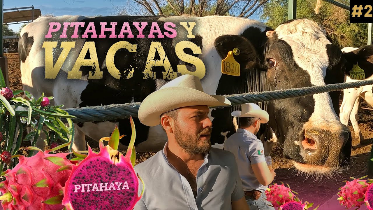 PITAHAYAS entre las VACAS de San Ignacio Río Muerto 🐄. | El Sur de Sonora #2