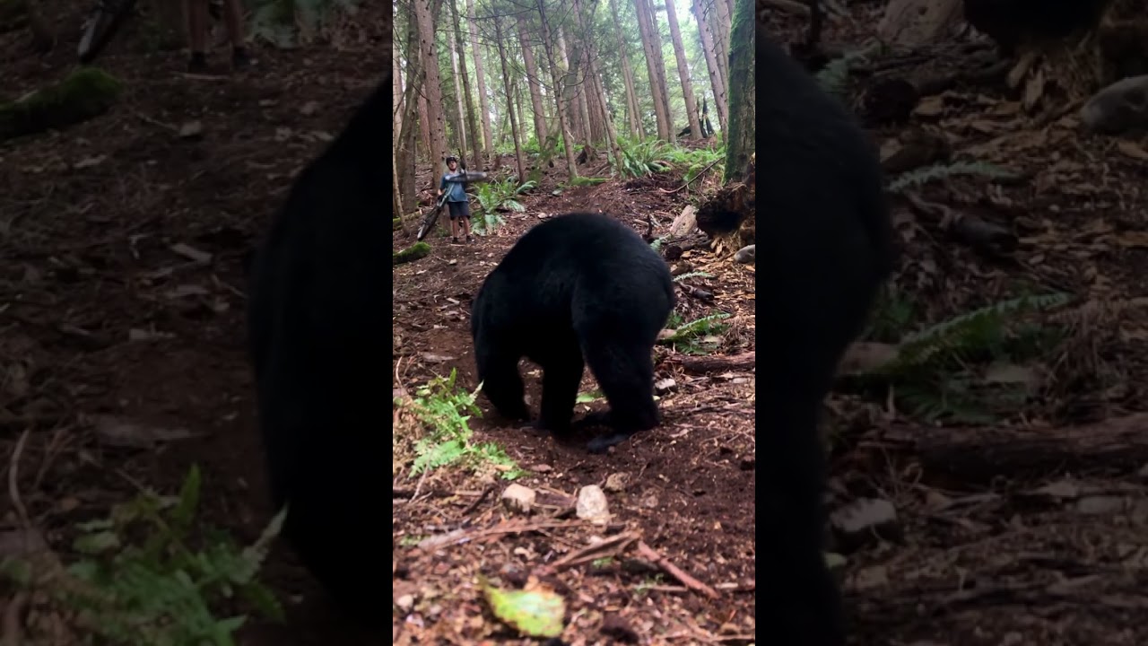 Mountain Bike Rider&rsquo;s Scary Bear Encounter